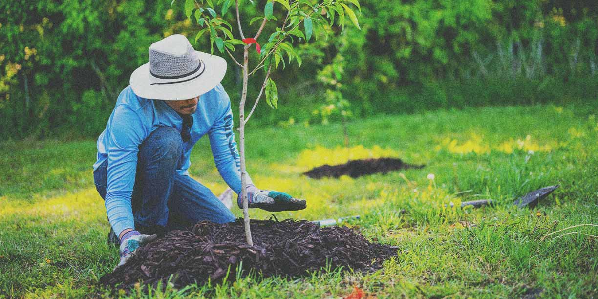 Tree plantation for environmental conservation